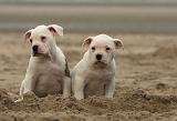 BOULEDOGUE AMERICAIN 136